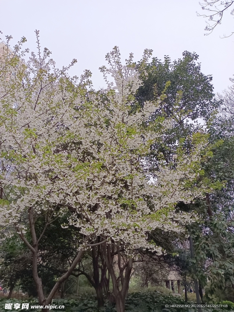 美丽的花