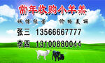 收羔羊名片