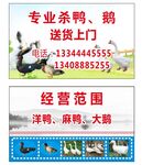 鸭名片
