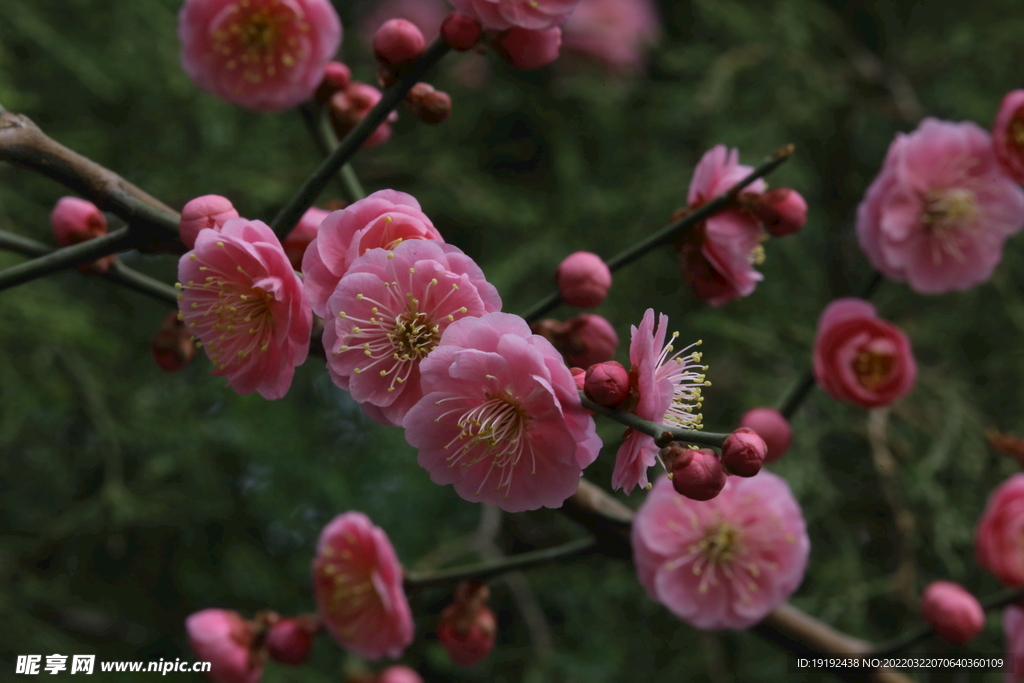 梅花 