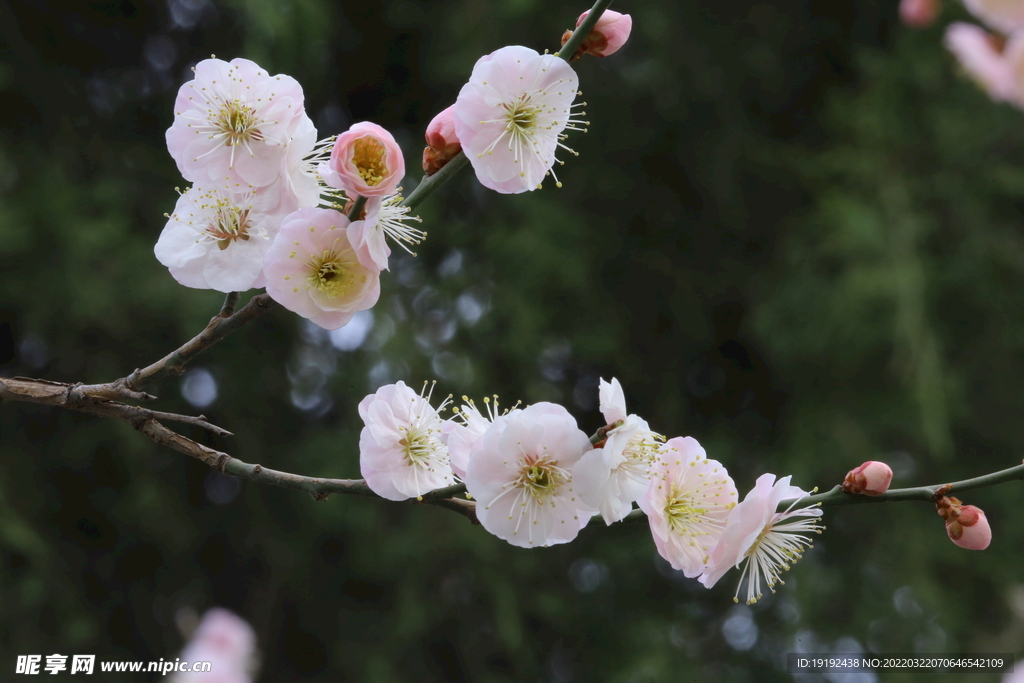 梅花