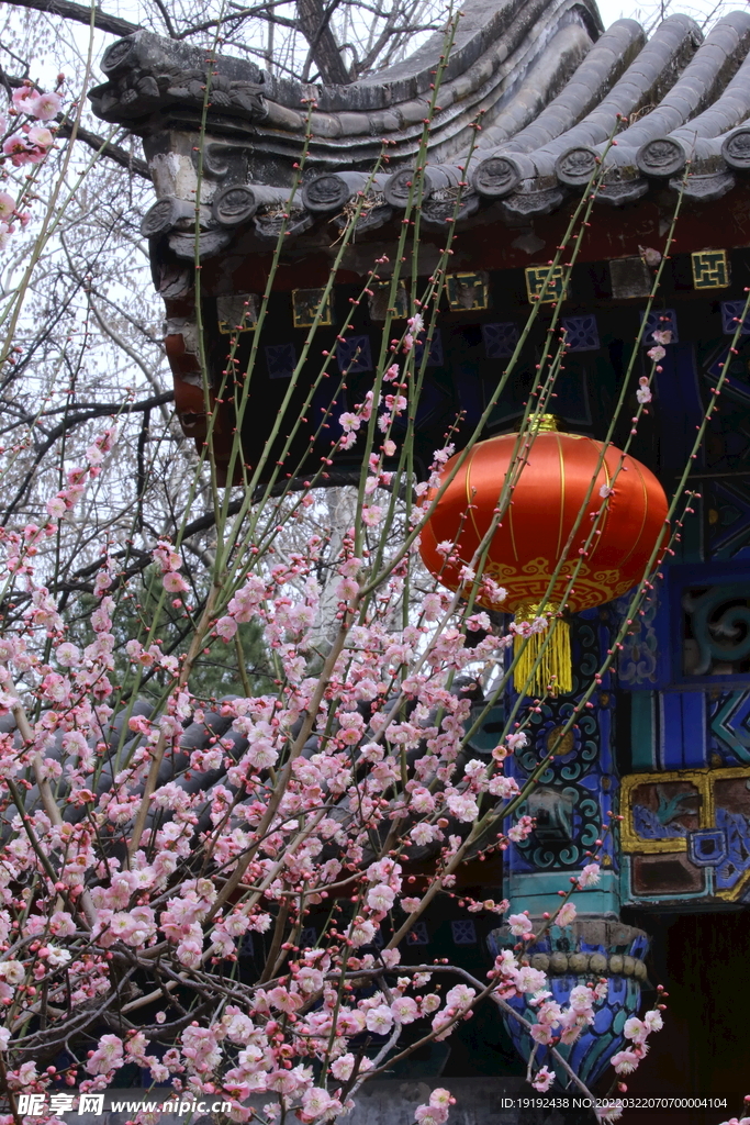 梅花 