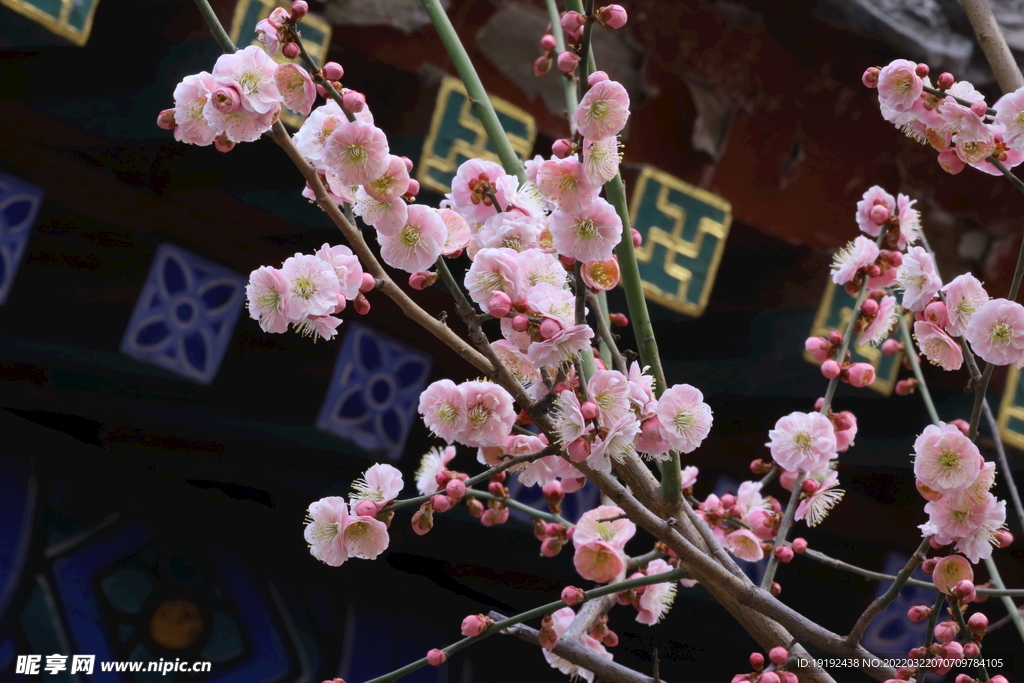 梅花 