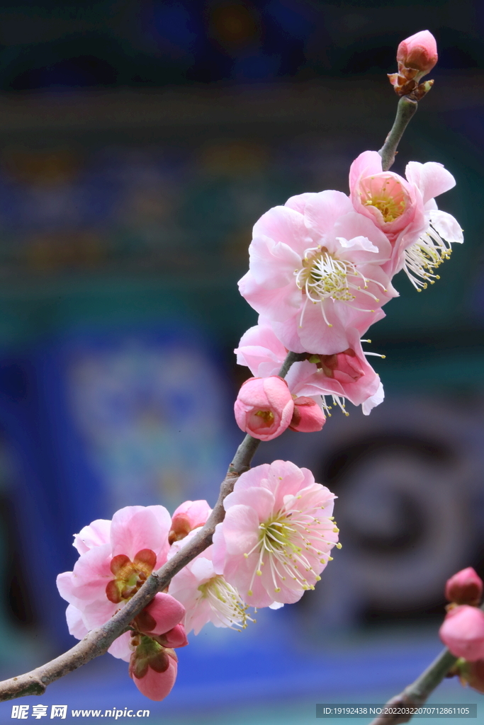 梅花 