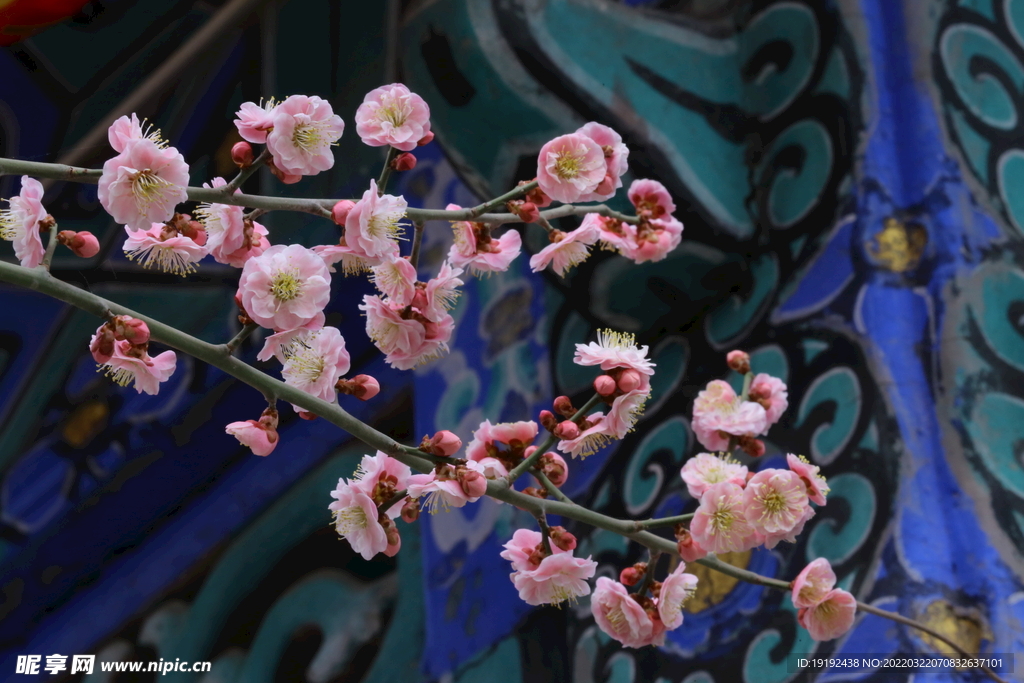 梅花 