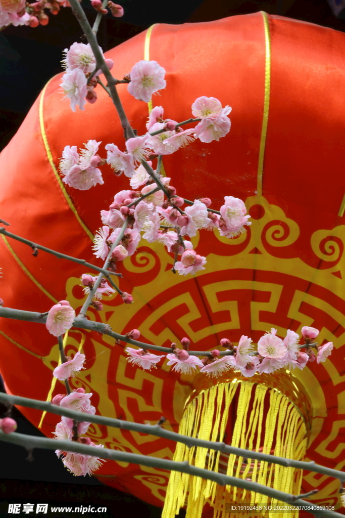 梅花