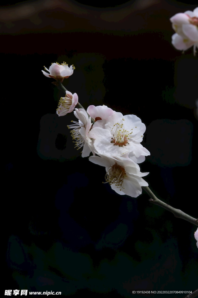 梅花 