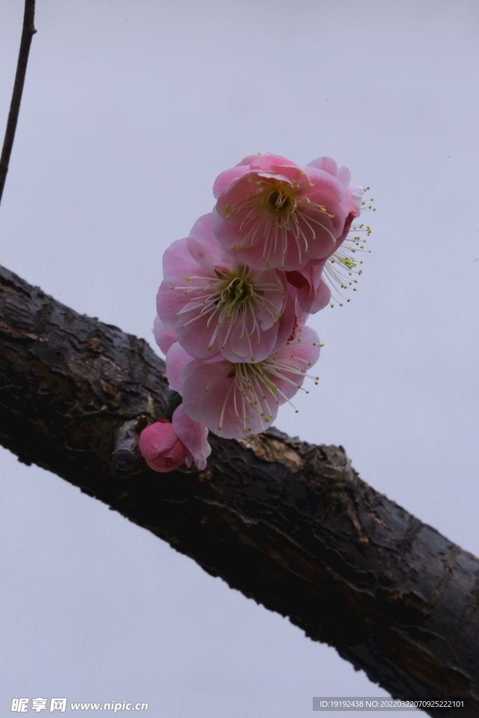 梅花 