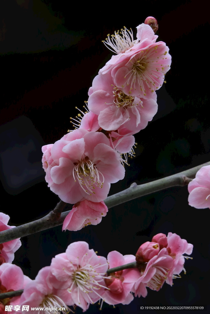 梅花