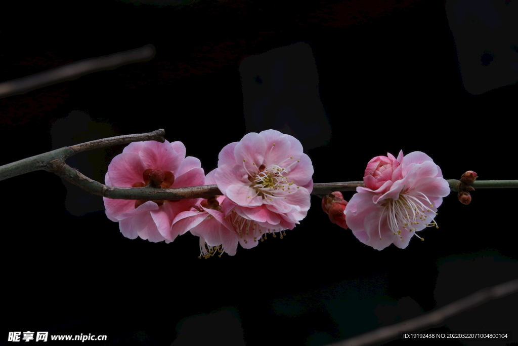 梅花