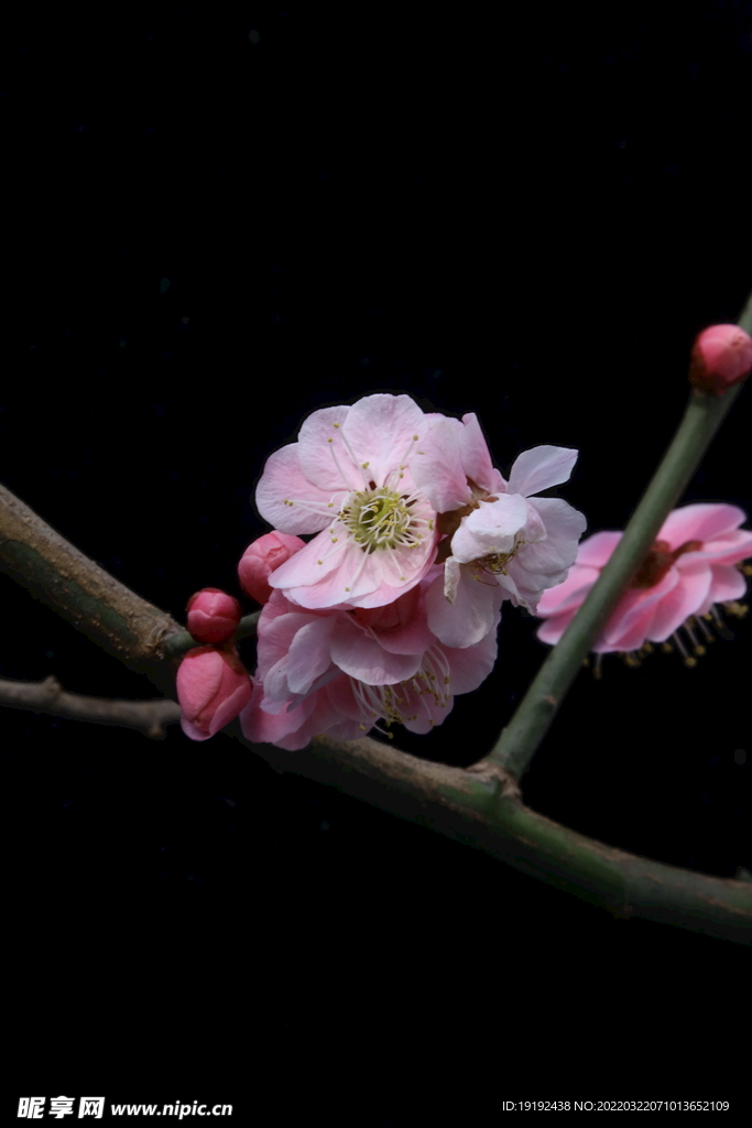 梅花