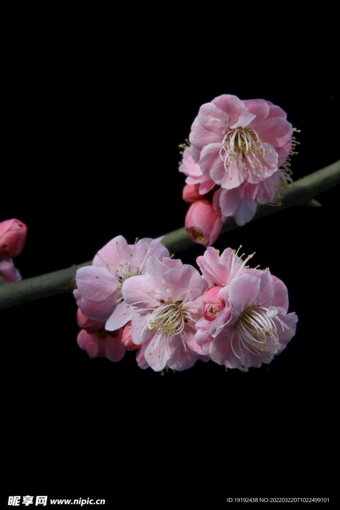 梅花 