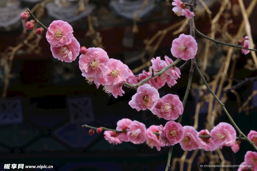 梅花