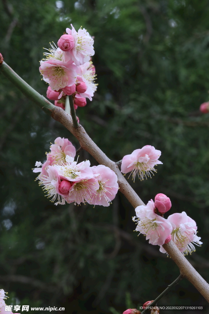 梅花 