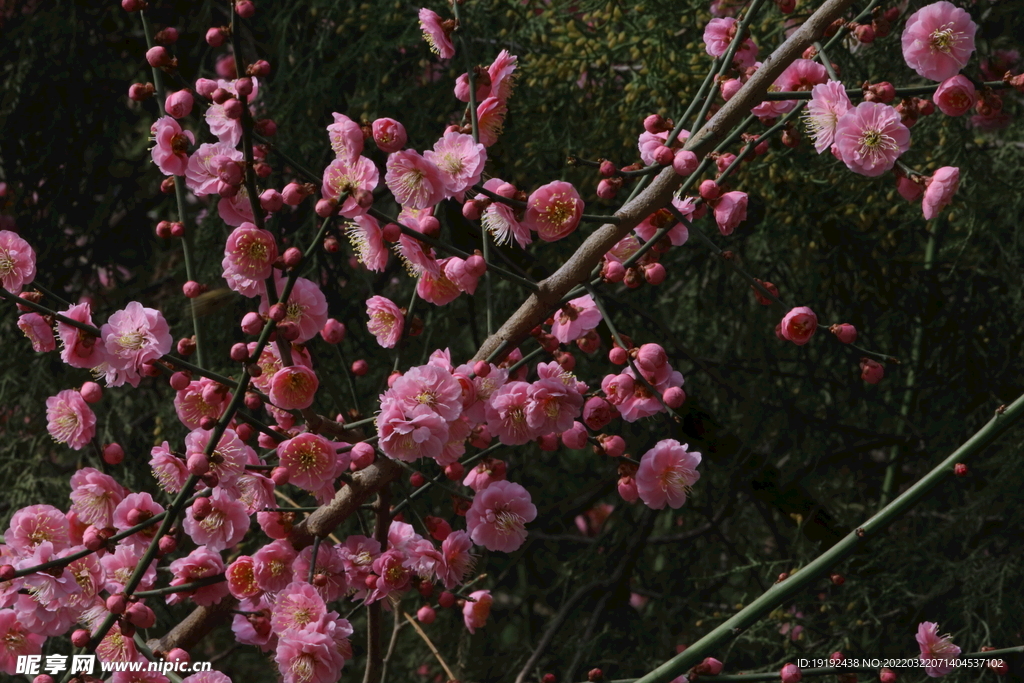 梅花 