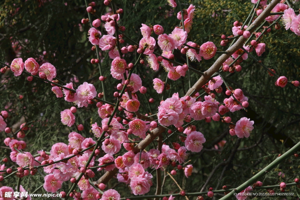 梅花 