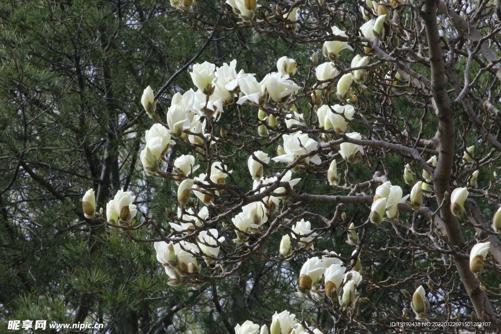 玉兰花 