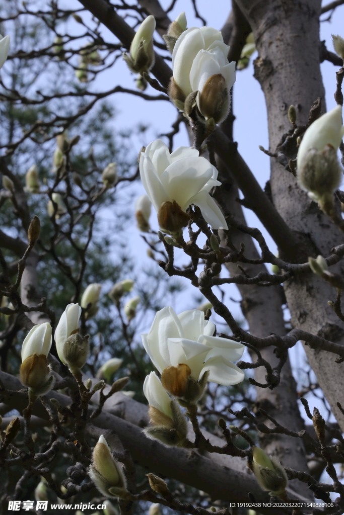 玉兰花 