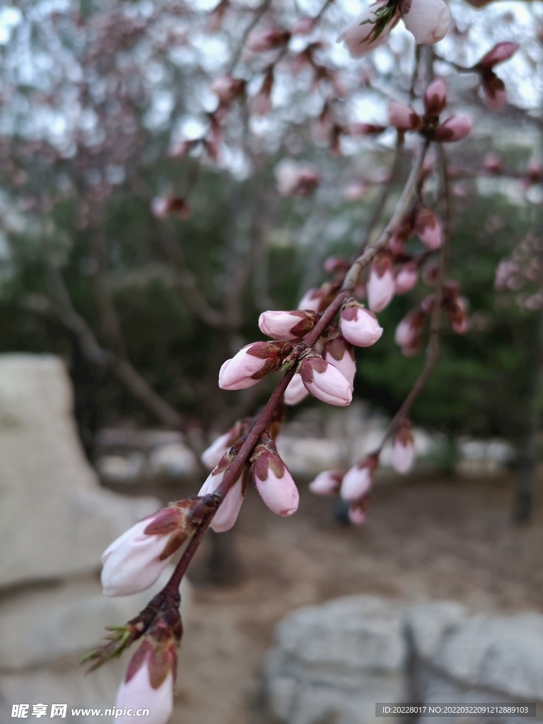  春天的花