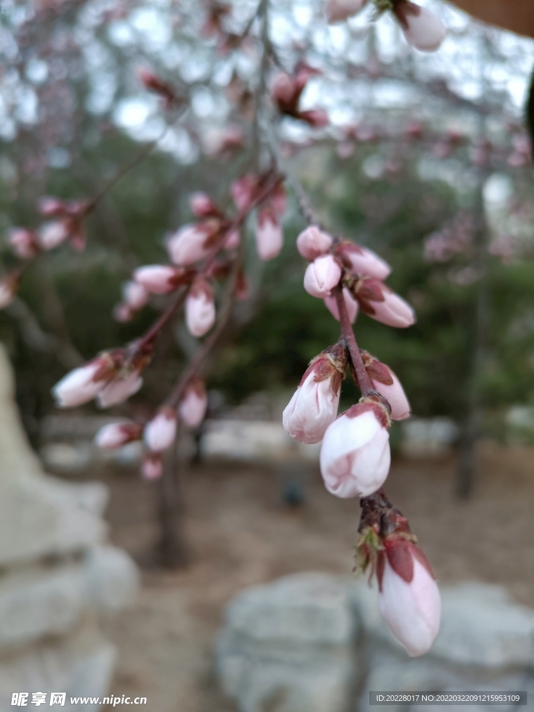 花枝