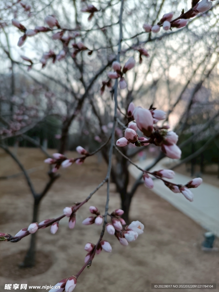 春天的花朵