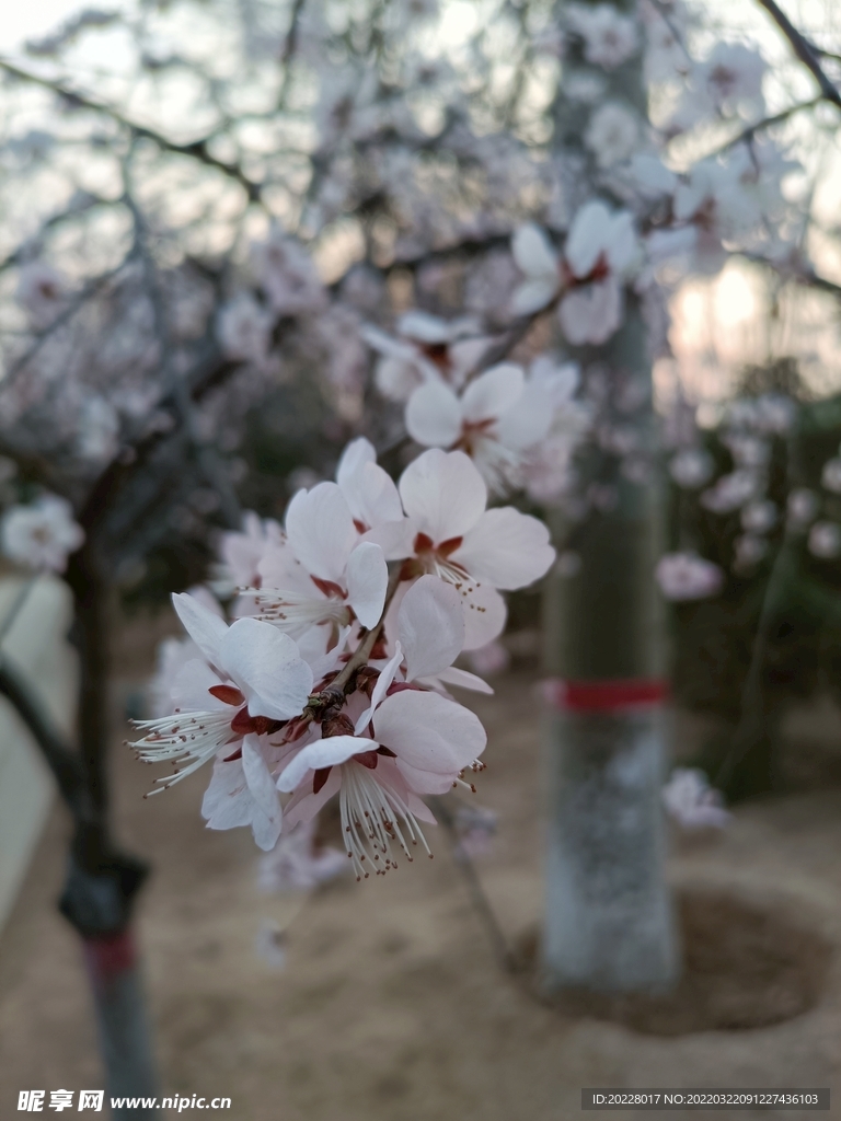 花枝