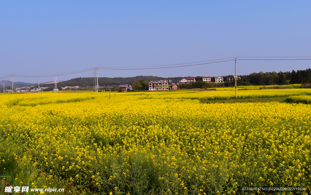 油菜花田