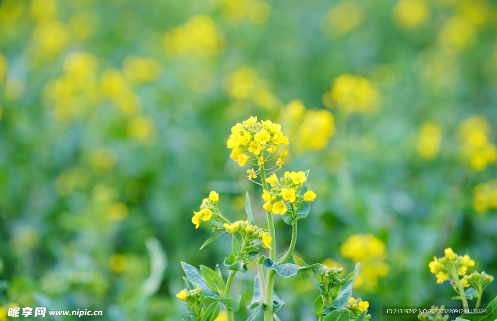 油菜花高清图