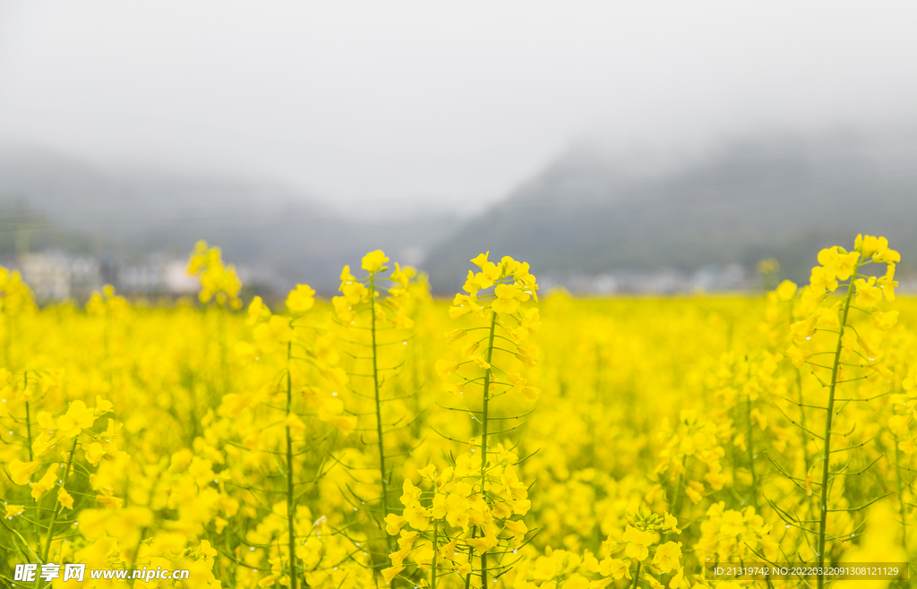 油菜花摄影