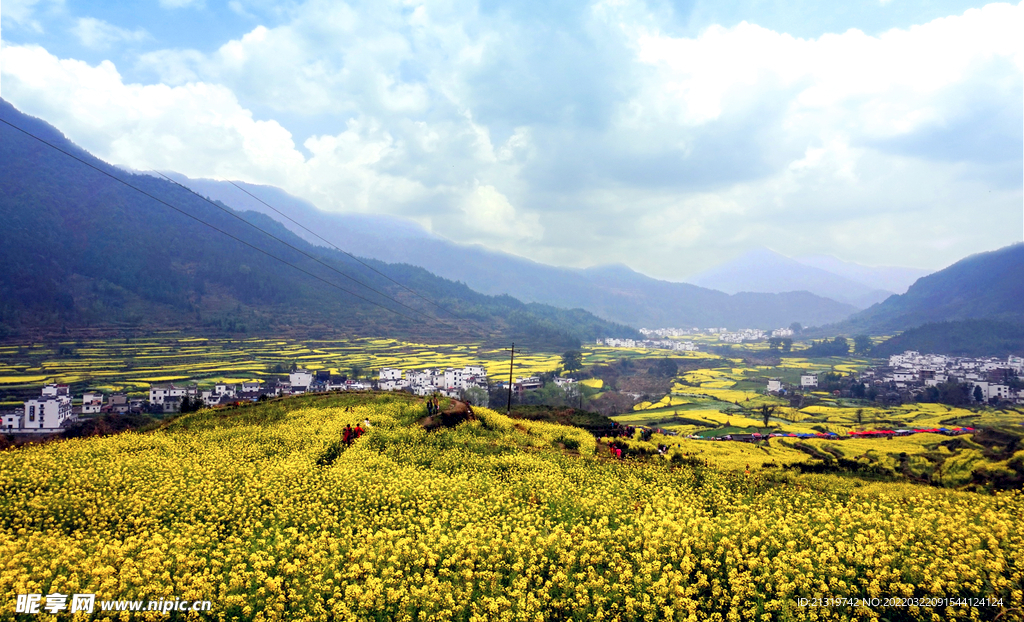 油菜花高清图