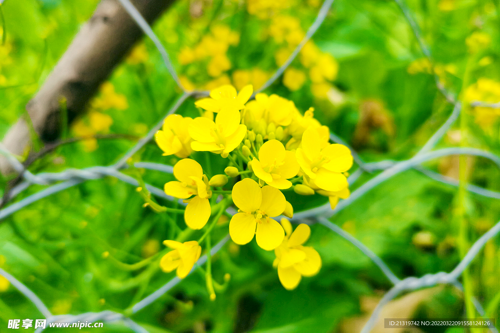 油菜花高清摄影