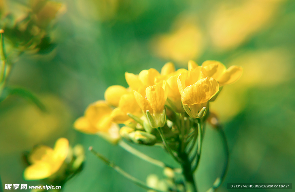 油菜花