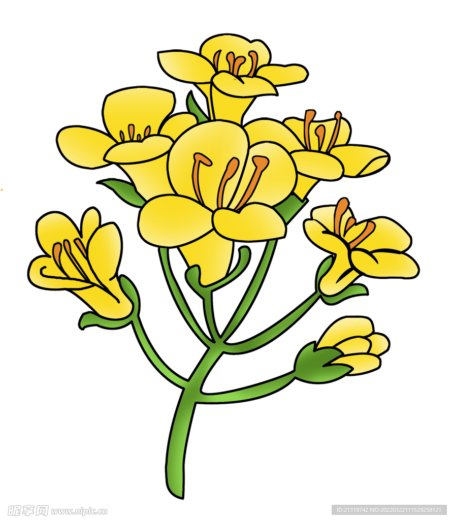 油菜花素材