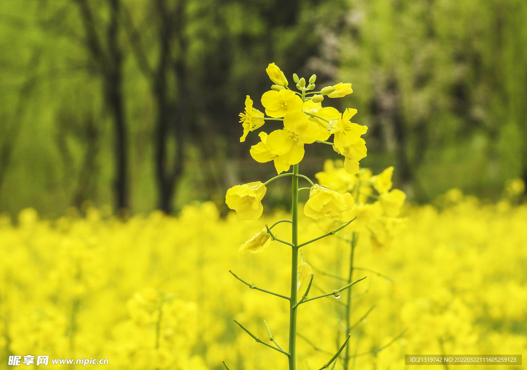 美丽油菜花