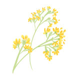 油菜花插画