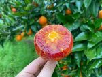 新鲜橙子