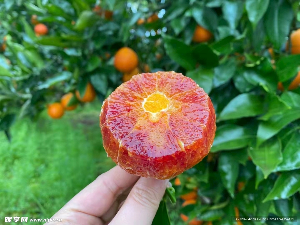 新鲜橙子