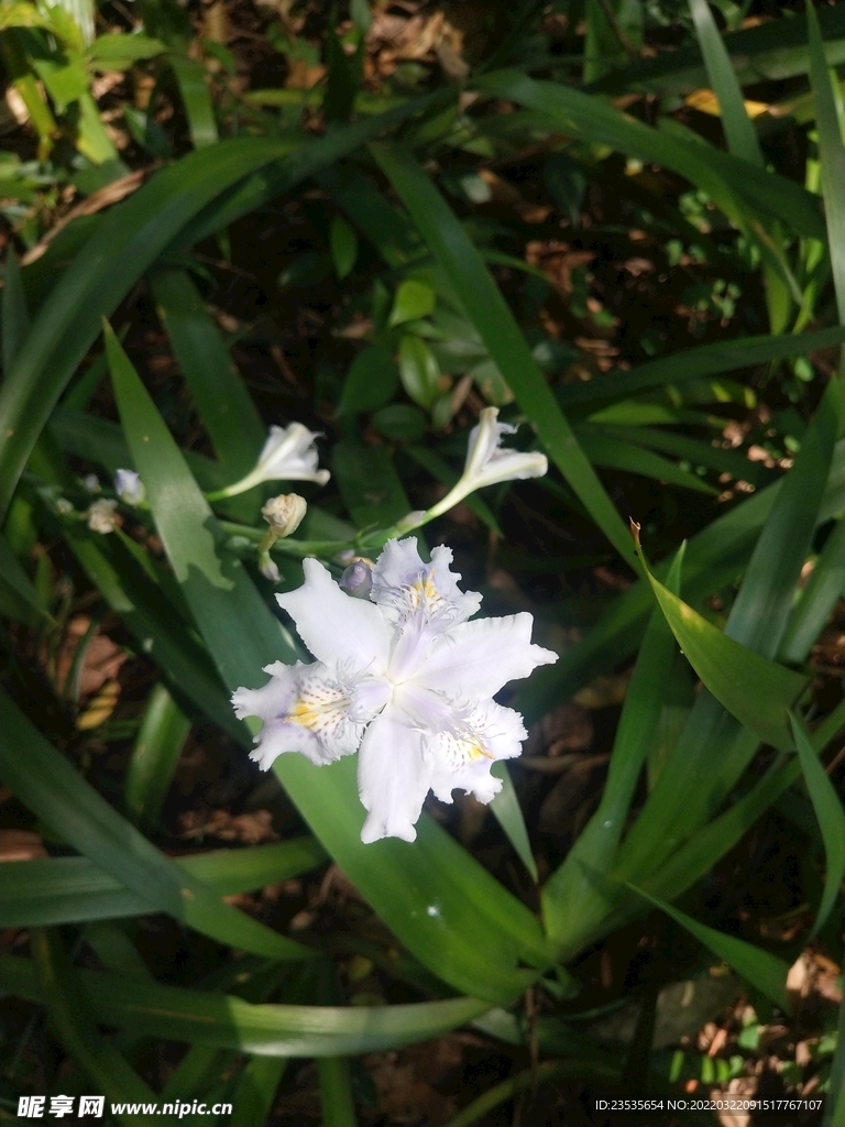 鸭儿花