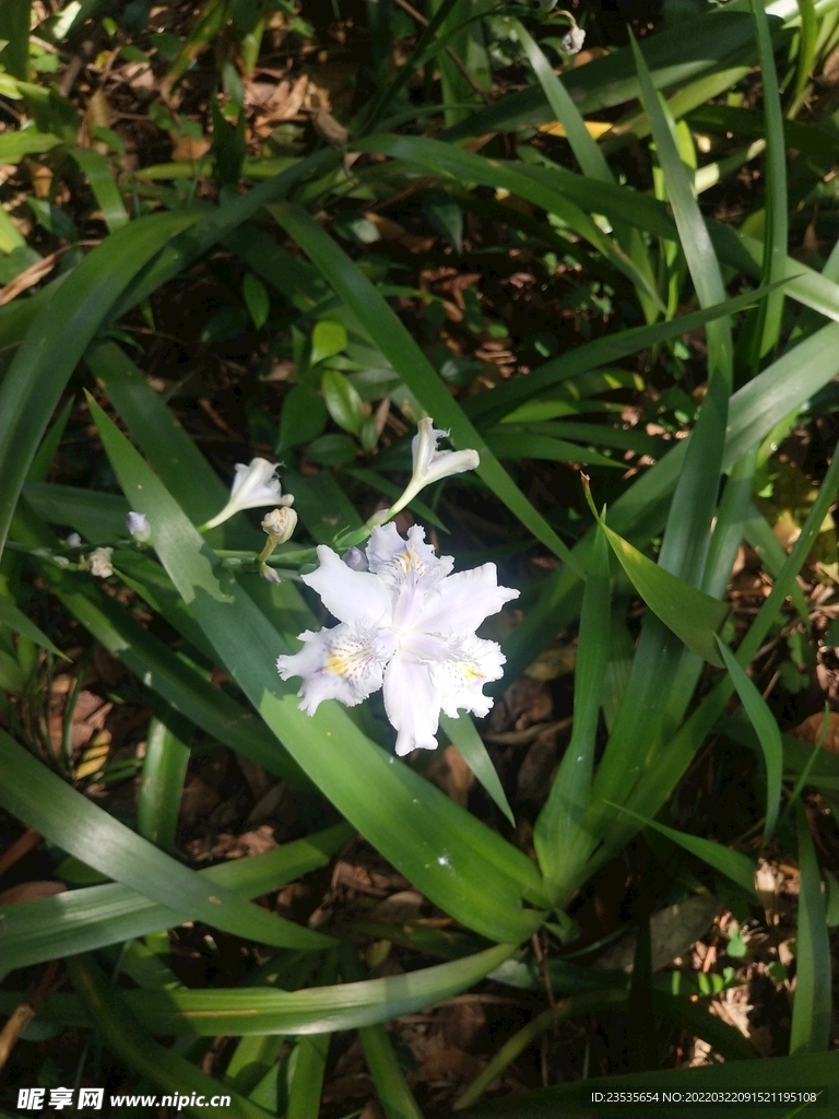 鸭儿花