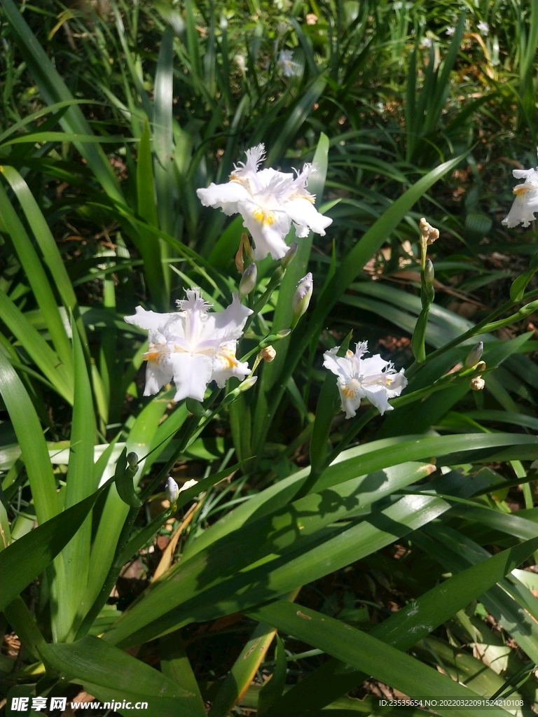 鸭儿花