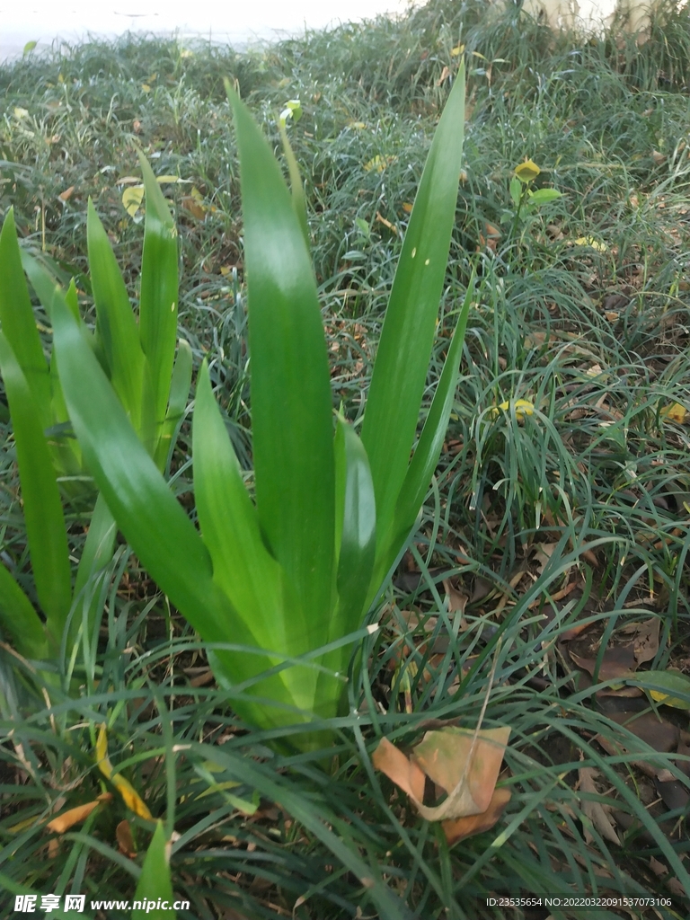 鸭儿花