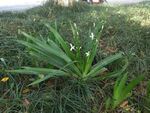 鸭儿花