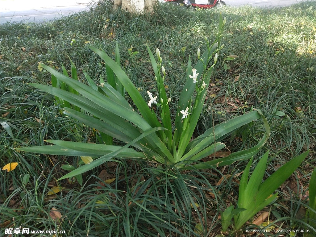 鸭儿花