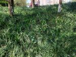 鸭儿花
