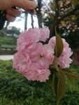 樱花 蓝天白云 春天的花  粉