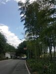 楠竹 景观竹 公园 花园 蓝天