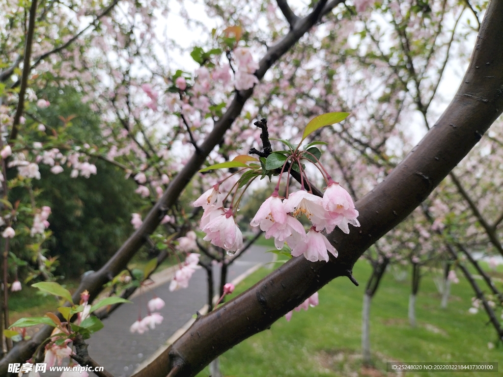 春花盛开