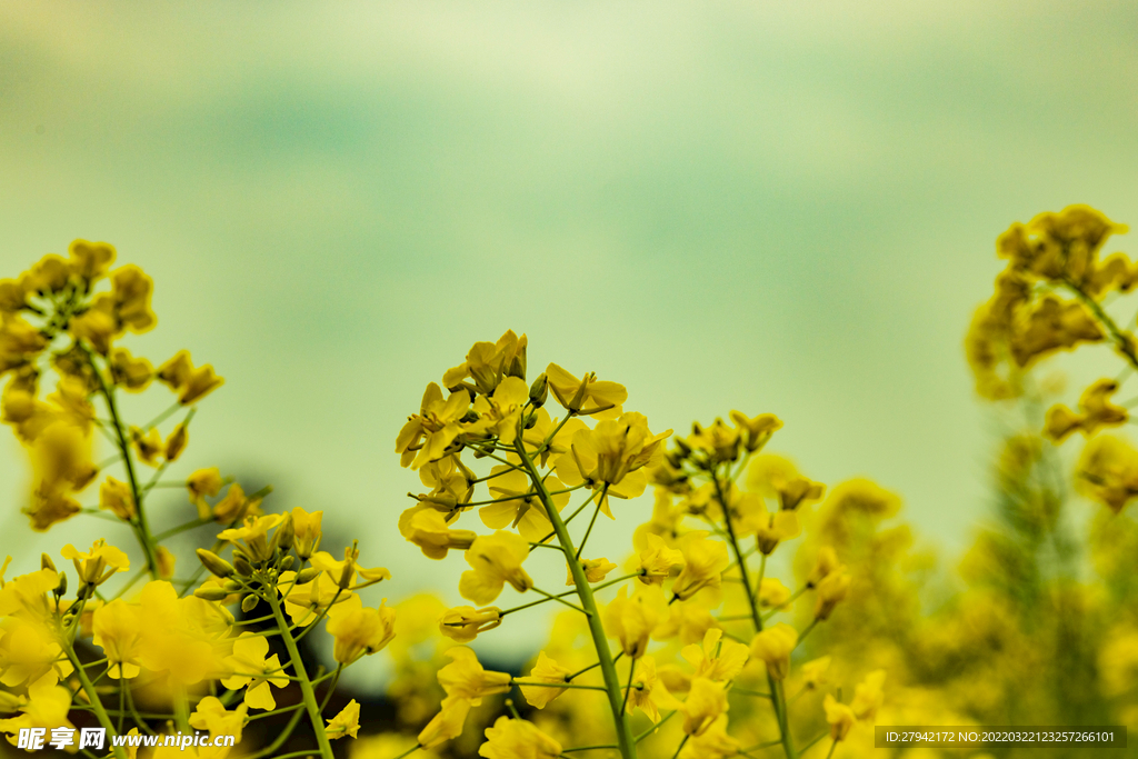 油菜花