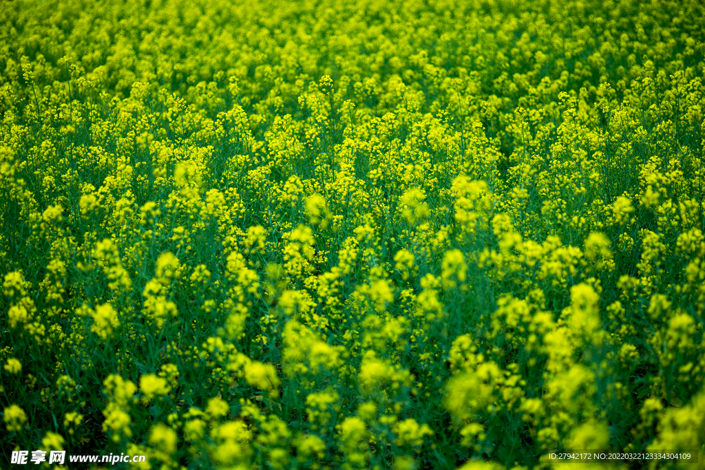 油菜花
