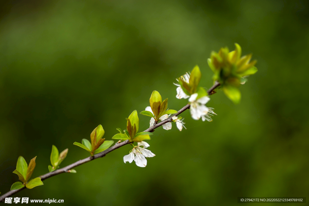 李子花